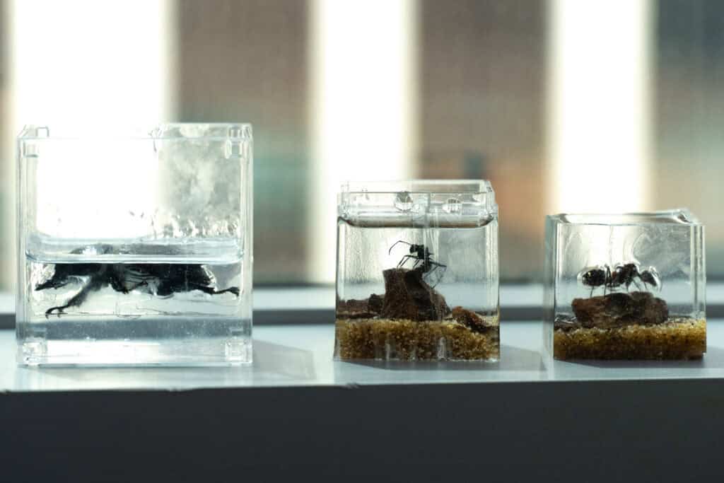 Insects in glass containers at a children's ecosystem awareness workshop.